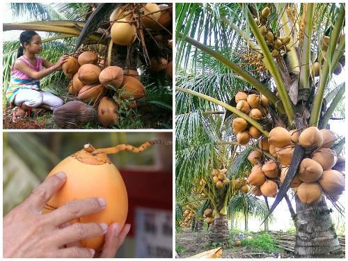 Huyện Gò Công Tây Hiệu quả của việc cải tạo đầu tư vườn dừa xiêm chuỗi dừa  xiêm Mã Lai chuyên canh